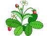 "Fruits and Berries for the Home Garden"