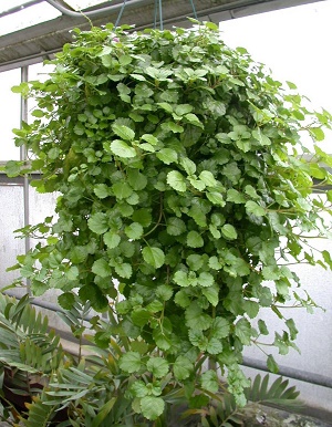succulent swedish ivy care