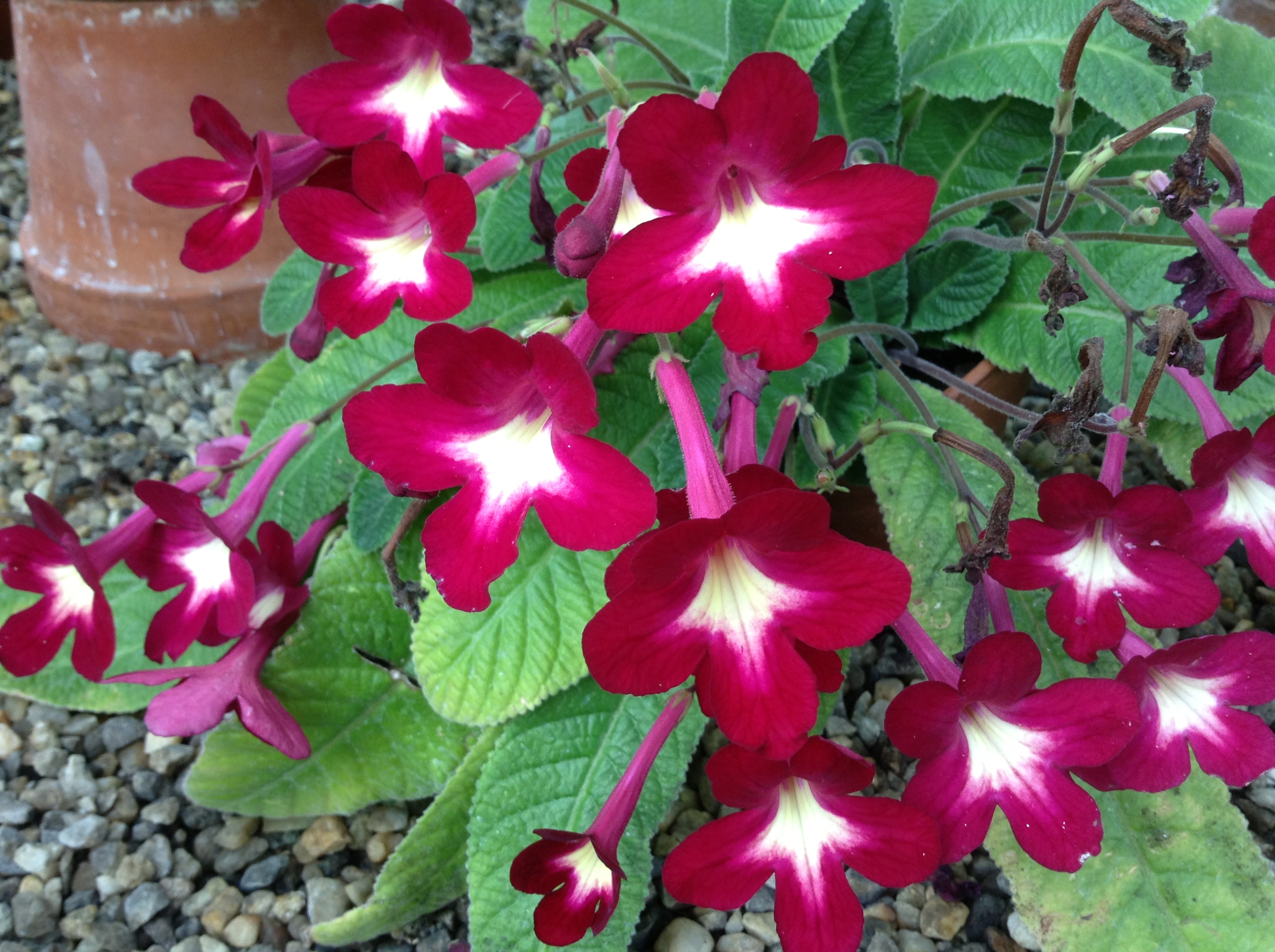 Streptocarpus 'Texas Hot Chili'
