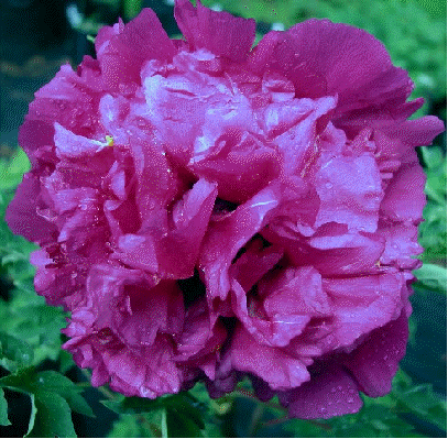 Tree Peony Dark Purple