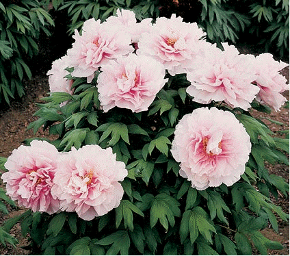 Tree Peony Pink