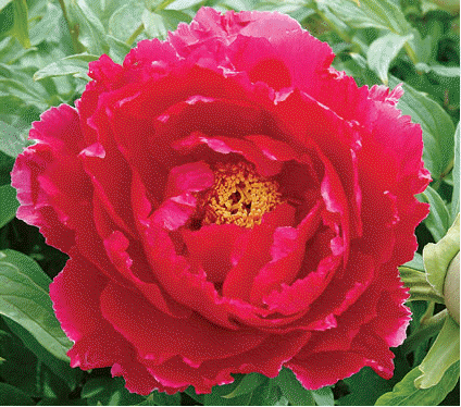 Tree Peony Red