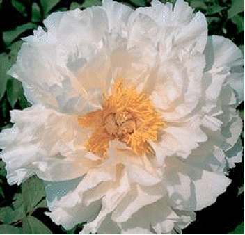 Tree Peony White