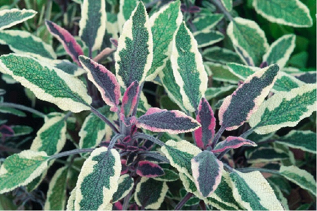 Tricolor sage