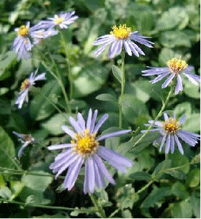 Aster macrophyllus 'Twilight'