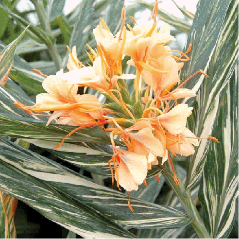 Variegated Butterfly Ginger