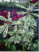 Variegated Crown of Thorns (Euphorbia milii 'Peppermint Candy')
