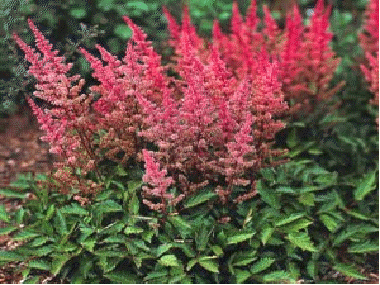 Astilbe 'Veronica Klose'