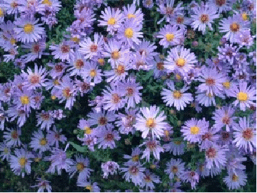 Dwarf aster 'Wood's Light Blue'