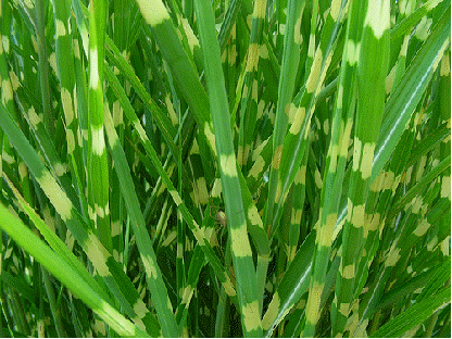 Zebra Grass