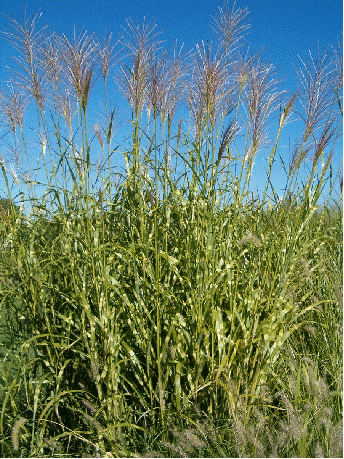 Zebra Grass